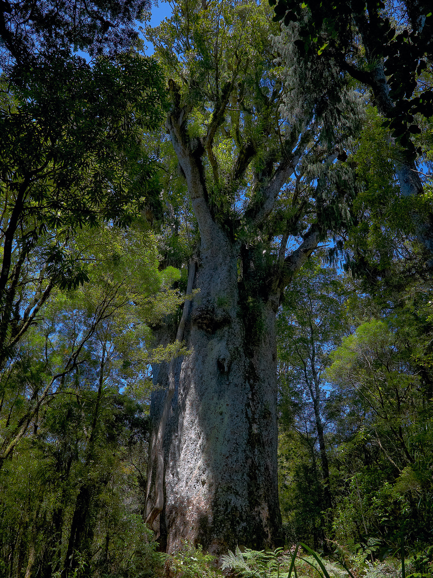 Kaori tree Te Matua Ngahere, Waipoa forest